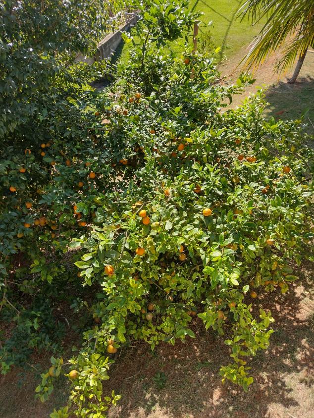 Fazenda à venda com 3 quartos, 1000m² - Foto 20