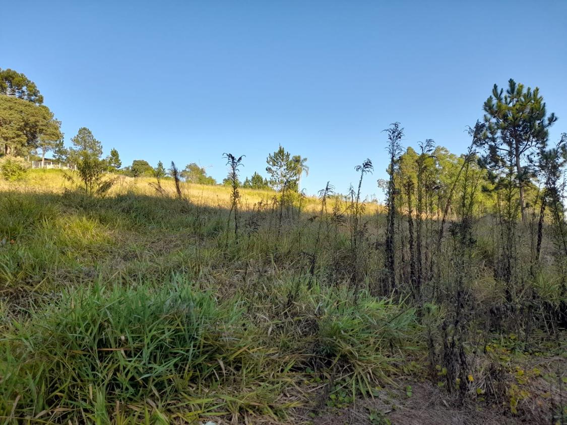 Terreno à venda, 10300m² - Foto 4