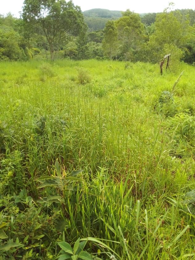 Fazenda à venda - Foto 5