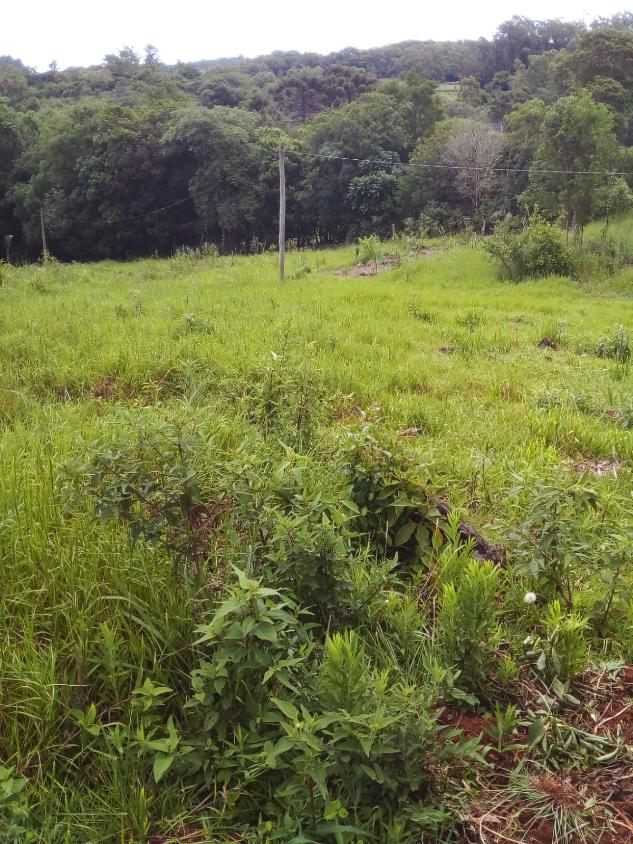 Fazenda à venda - Foto 6