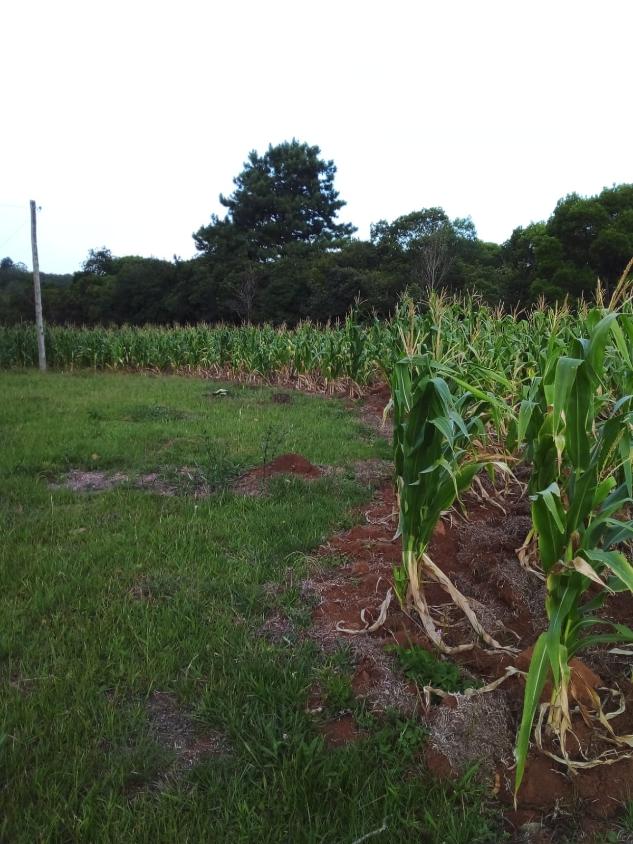 Fazenda à venda - Foto 14