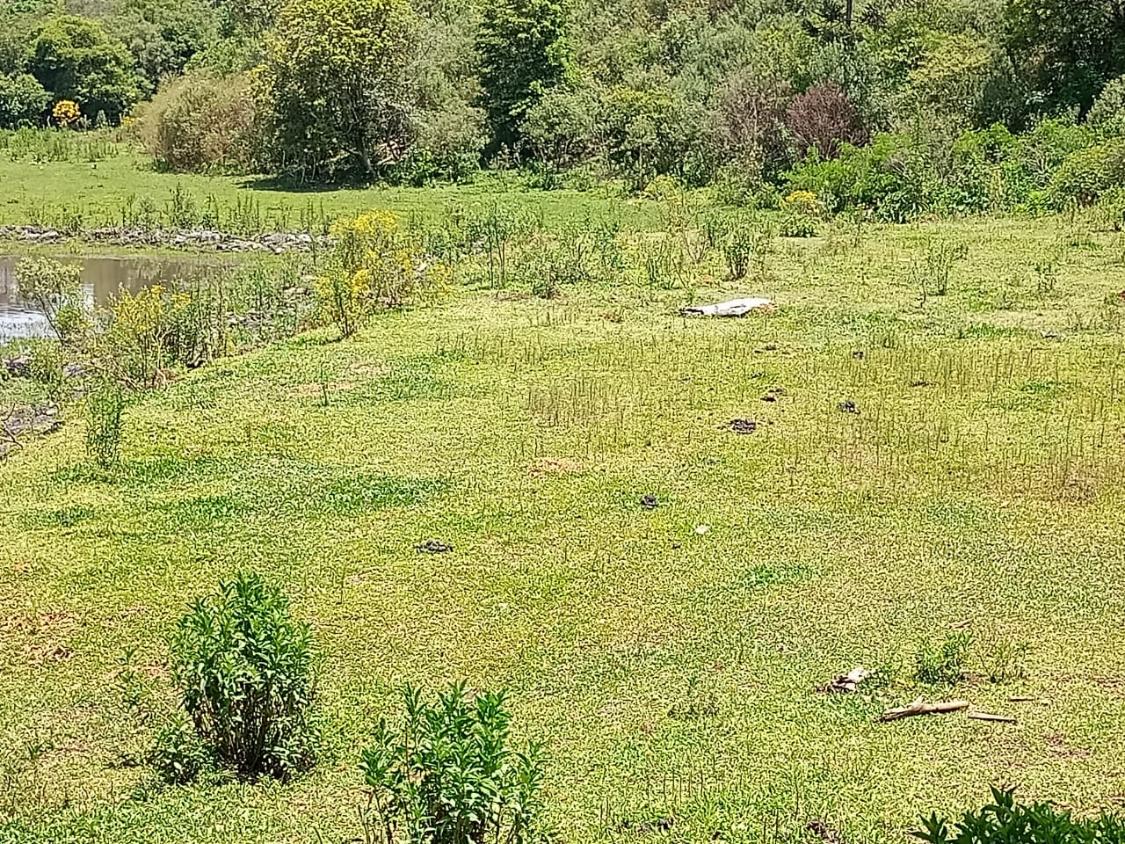 Fazenda à venda com 4 quartos - Foto 7