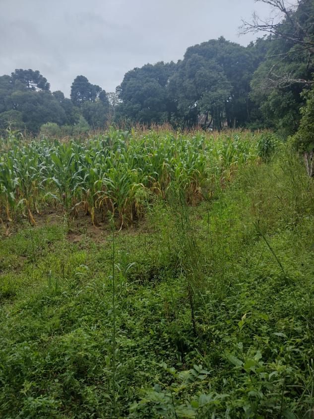 Fazenda à venda - Foto 3