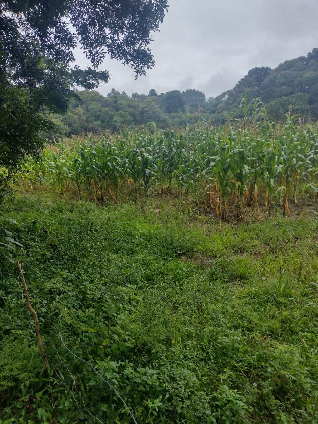 Fazenda à venda - Foto 4