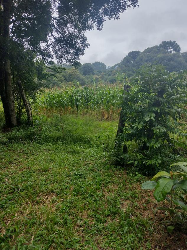 Fazenda à venda - Foto 5