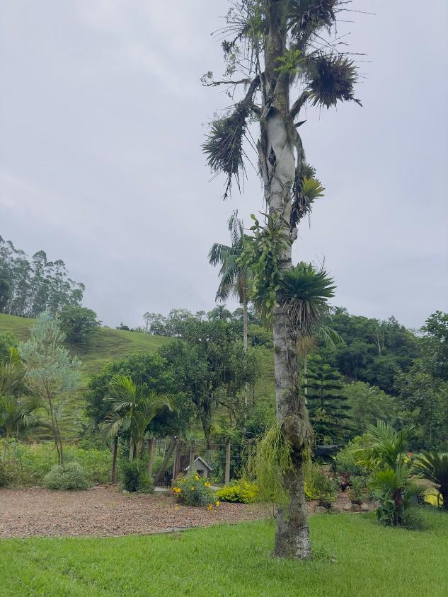 Fazenda à venda com 4 quartos, 60000m² - Foto 3