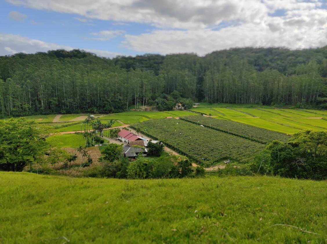 Fazenda à venda com 4 quartos, 60000m² - Foto 1