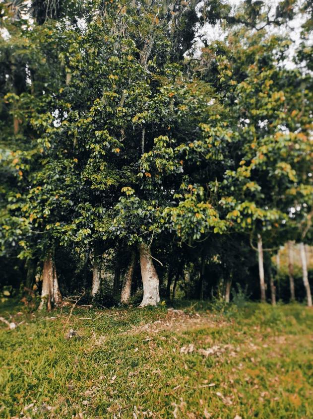 Fazenda à venda com 4 quartos, 60000m² - Foto 9