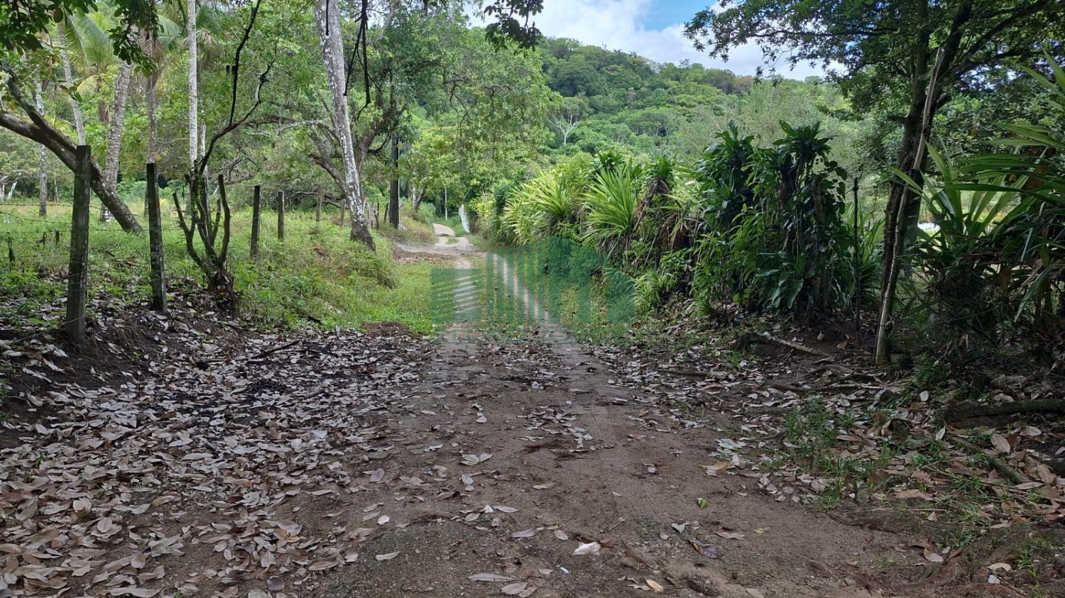 Fazenda à venda com 3 quartos, 5000m² - Foto 4