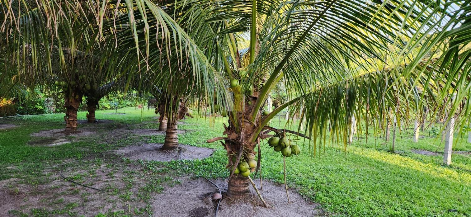 Fazenda à venda com 2 quartos, 14600m² - Foto 6