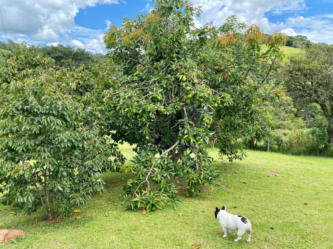 Fazenda à venda com 4 quartos, 5940m² - Foto 25