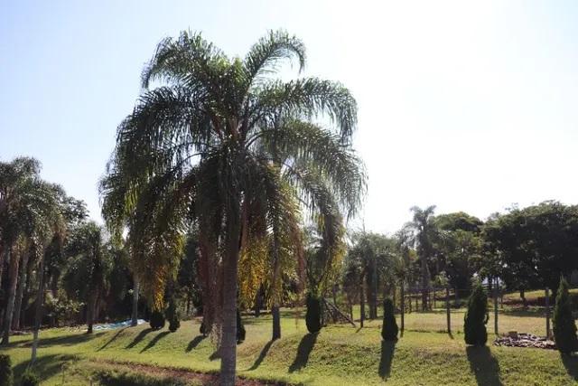 Fazenda à venda com 5 quartos, 20000m² - Foto 10