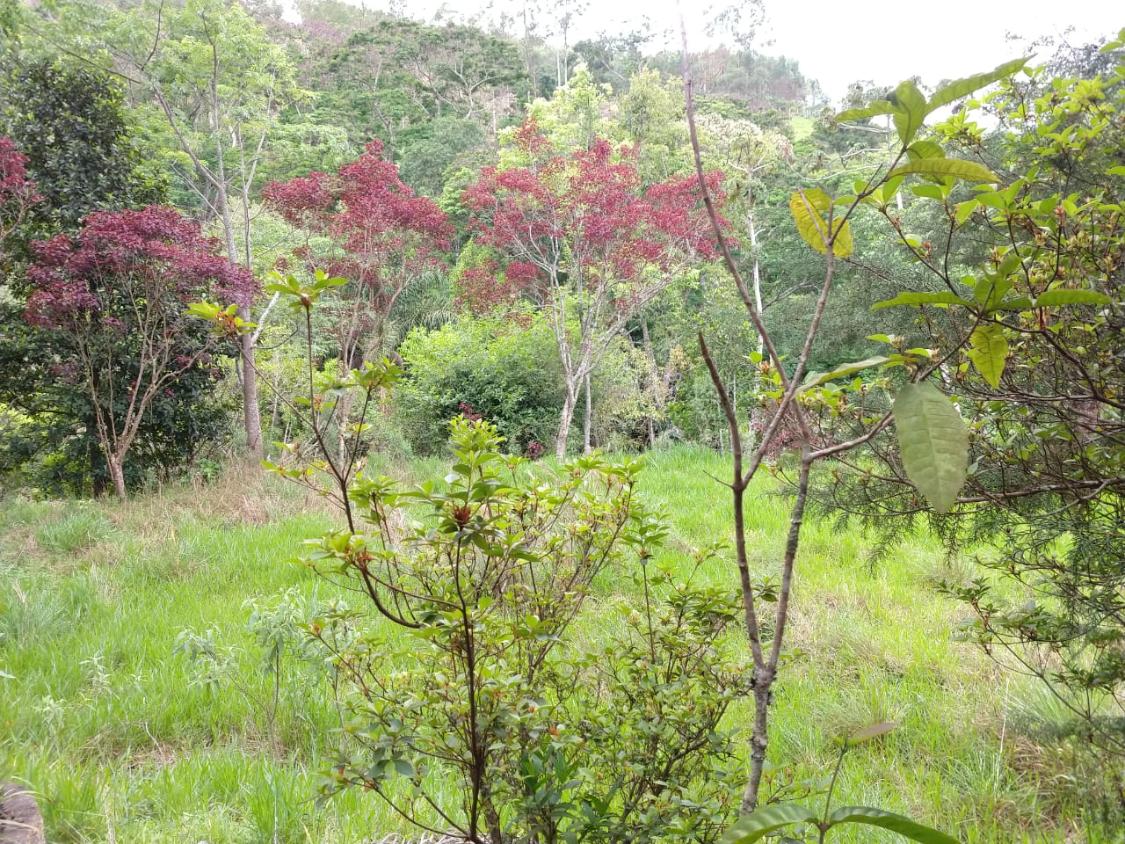 Fazenda à venda, 30000m² - Foto 8