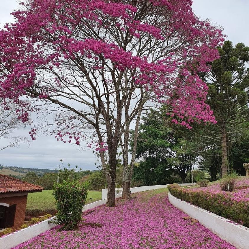 Fazenda à venda com 8 quartos, 20000m² - Foto 13