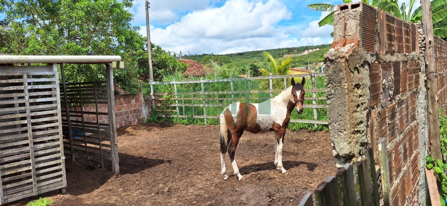 Fazenda à venda com 4 quartos, 2300m² - Foto 19