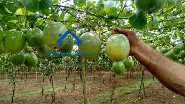 Chácara à venda - Foto 1