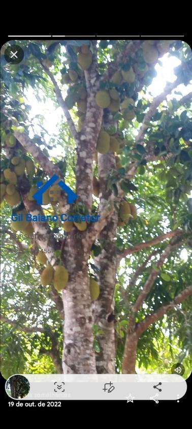 Chácara à venda com 2 quartos - Foto 4