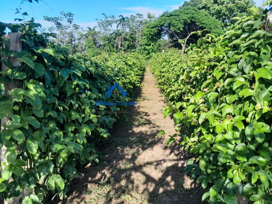 Chácara à venda com 2 quartos - Foto 12