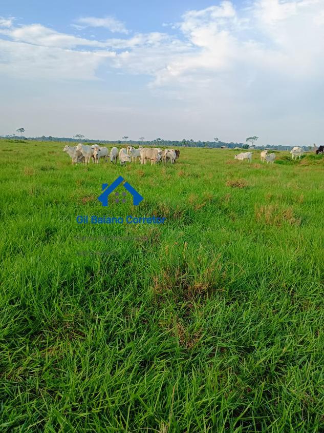 Fazenda à venda com 1 quarto - Foto 3