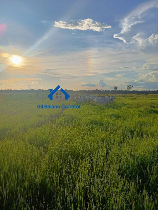 Fazenda à venda com 1 quarto - Foto 4