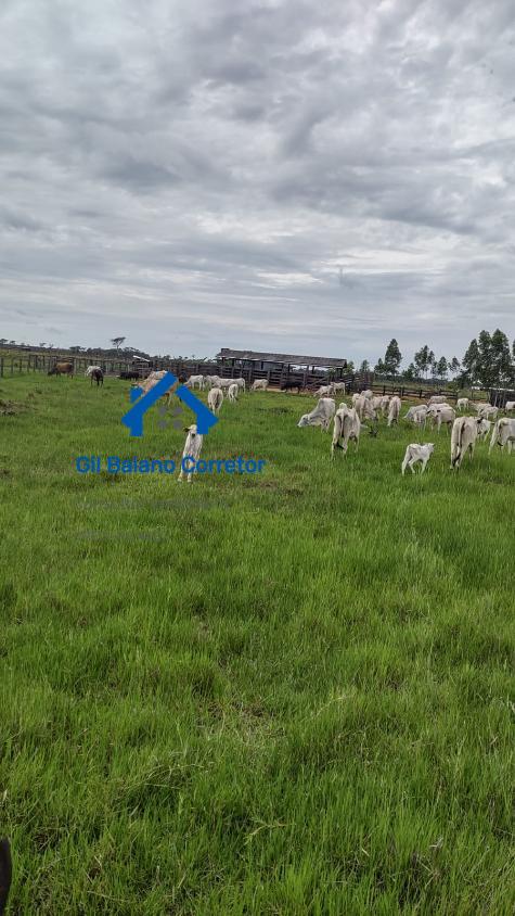 Fazenda à venda com 1 quarto - Foto 10