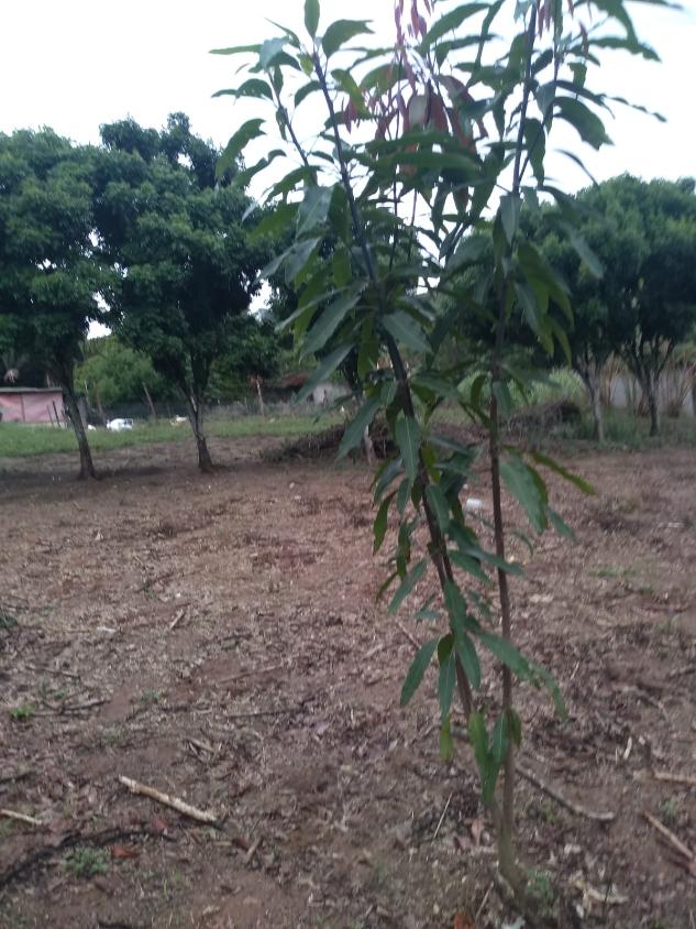 Terreno, 1100 m² - Foto 3