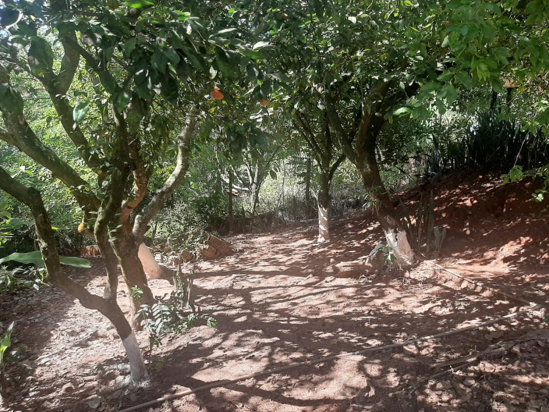 Chácara, 4 quartos - Foto 19