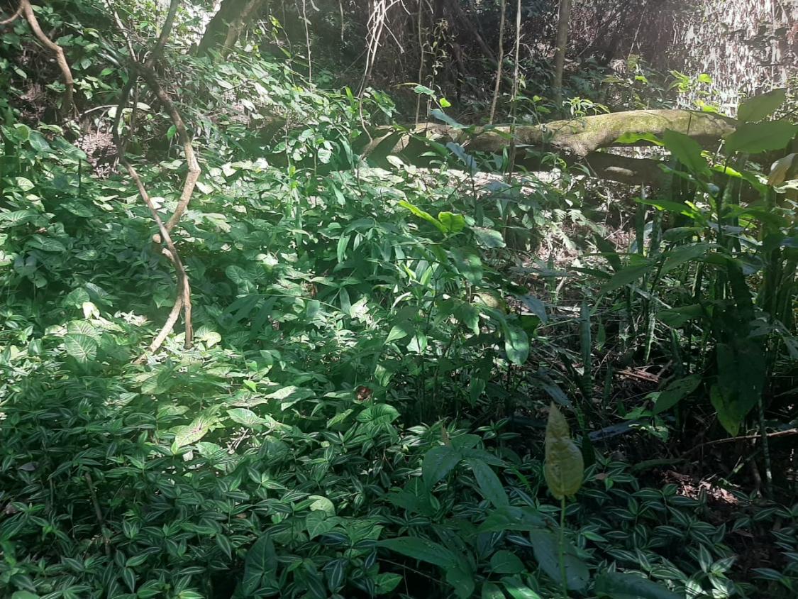 Chácara, 4 quartos - Foto 25