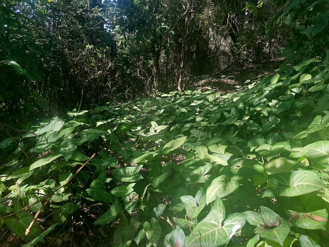 Chácara, 4 quartos - Foto 27