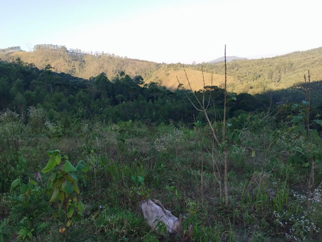 Chácara, 10 hectares - Foto 5