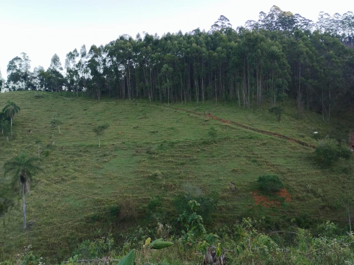 Chácara, 10 hectares - Foto 14