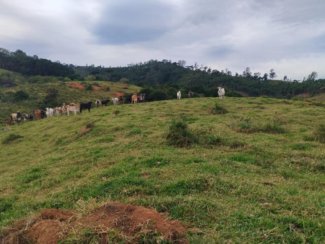 Terreno à venda, 20000m² - Foto 10