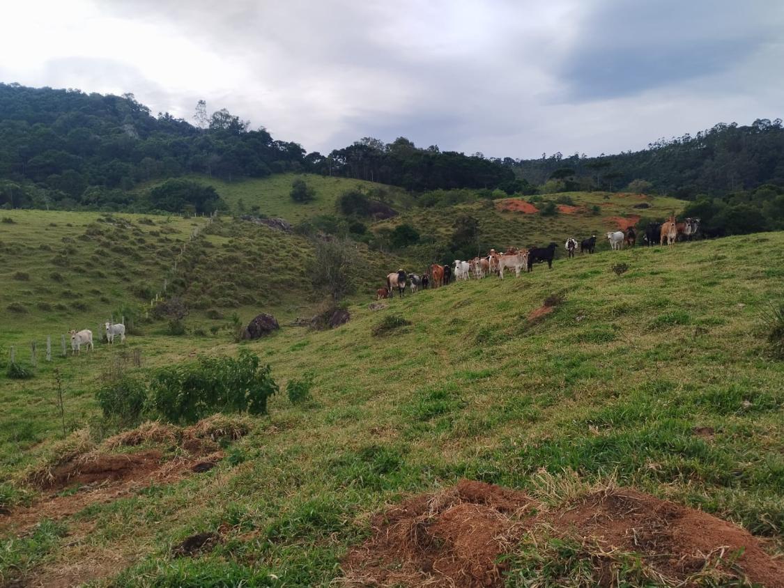 Terreno à venda, 20000m² - Foto 15