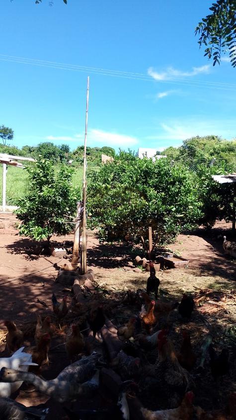 Chácara, 3 quartos, 1375 m² - Foto 7