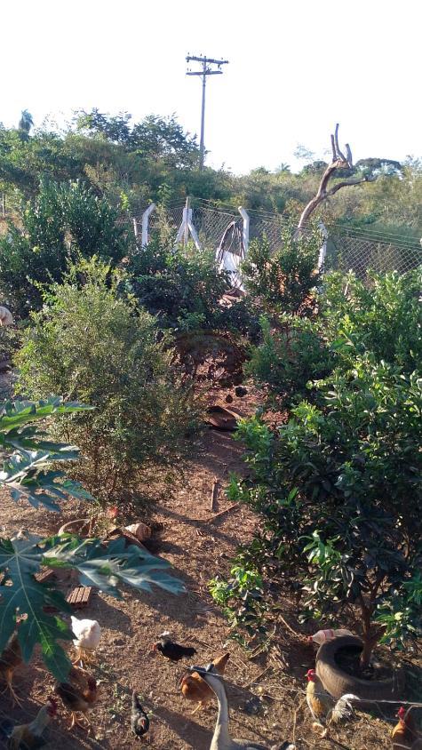 Chácara, 3 quartos, 1375 m² - Foto 41