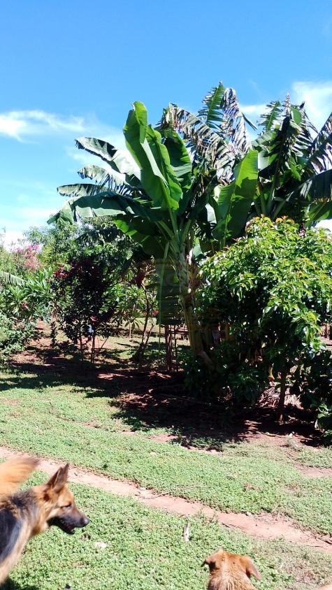 Chácara, 3 quartos, 1375 m² - Foto 14