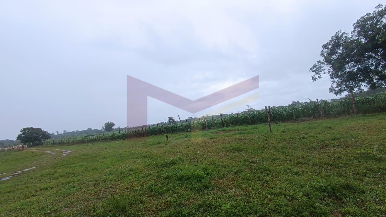 Fazenda, 64 hectares - Foto 3