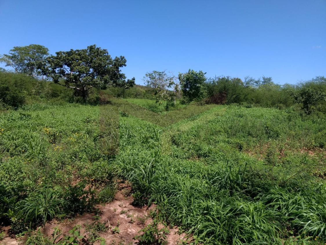Fazenda à venda com 3 quartos, 884268m² - Foto 5