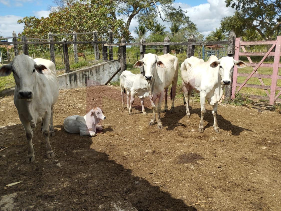 Fazenda à venda com 3 quartos, 884268m² - Foto 1