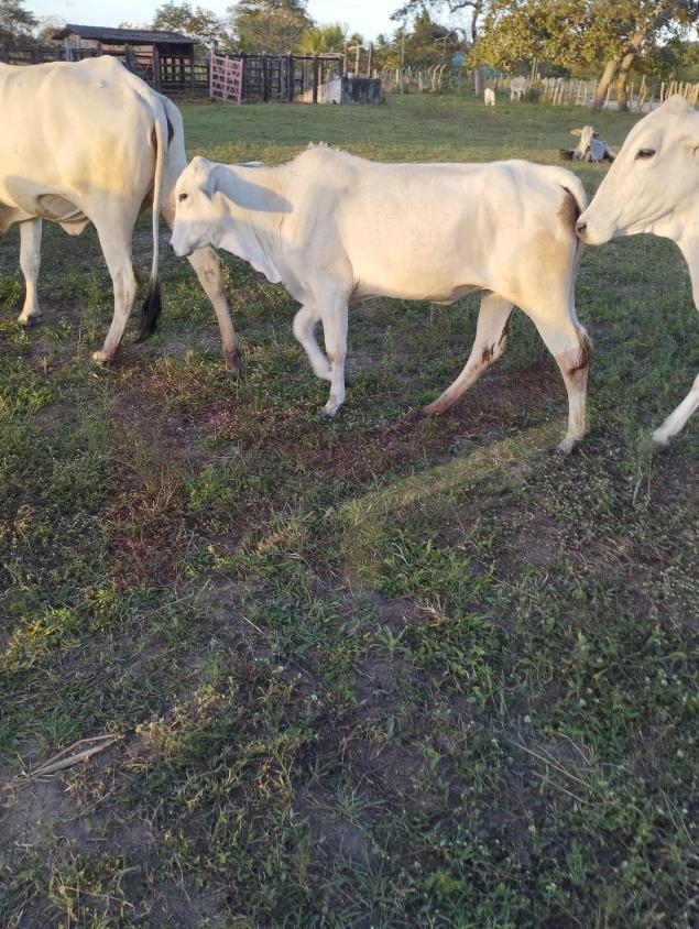 Fazenda à venda com 3 quartos, 884268m² - Foto 2