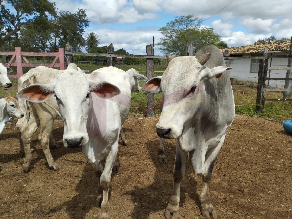Fazenda à venda com 3 quartos, 884268m² - Foto 3