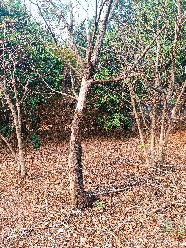 Chácara, 2 quartos, 5000 m² - Foto 13