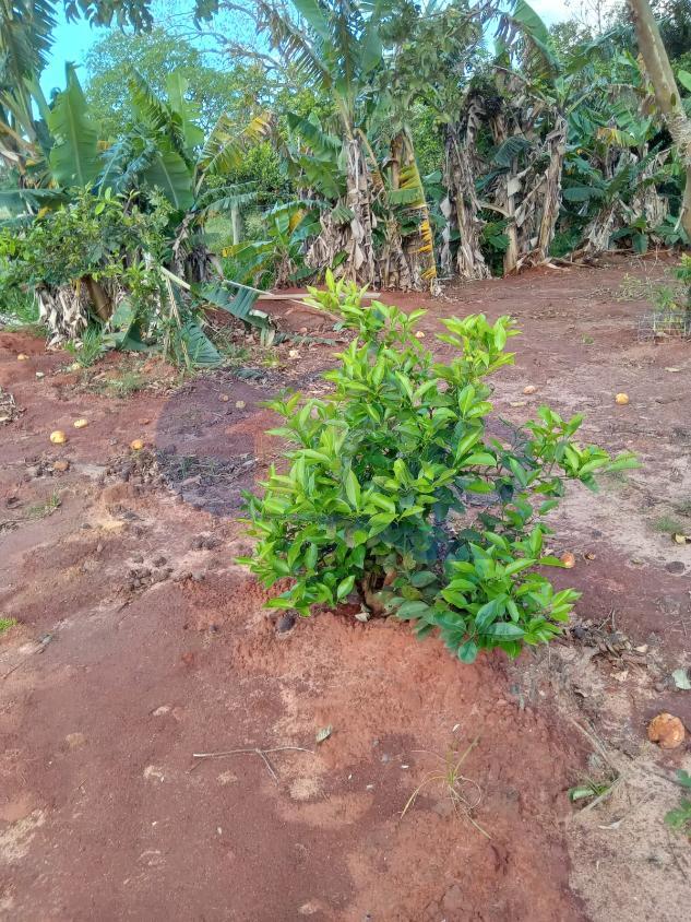 Casa, 2 quartos, 60 m² - Foto 8