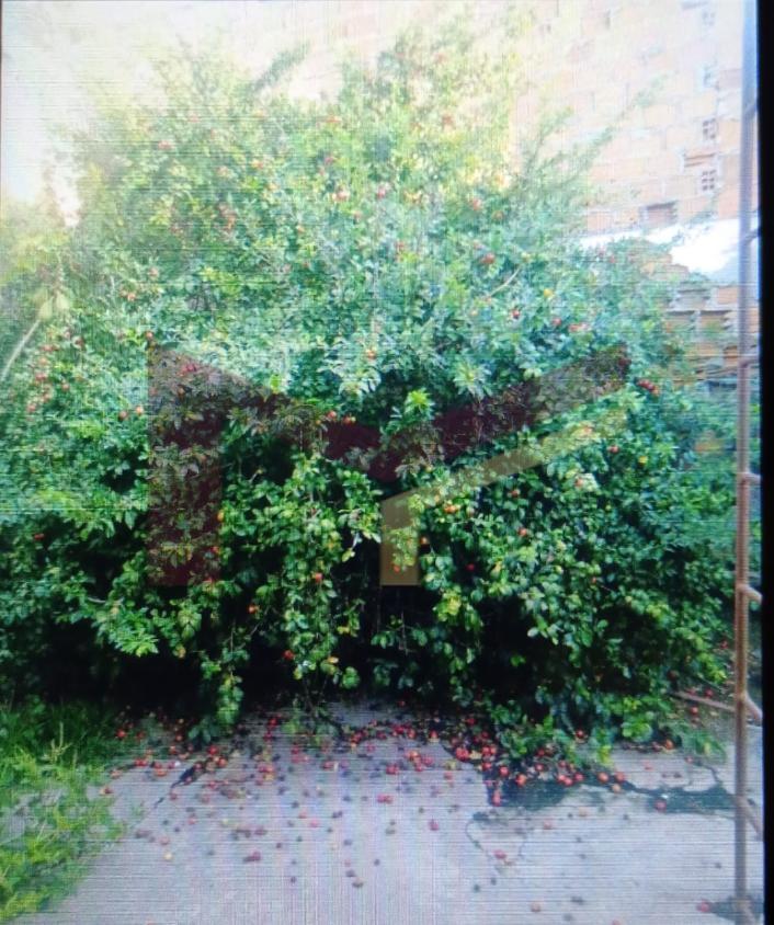 Casa, 1 quarto, 28 m² - Foto 5