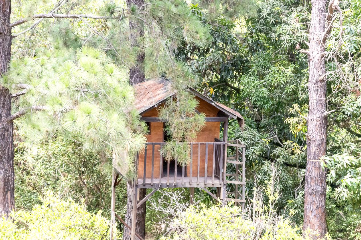 Chácara, 4 quartos, 2 hectares - Foto 16