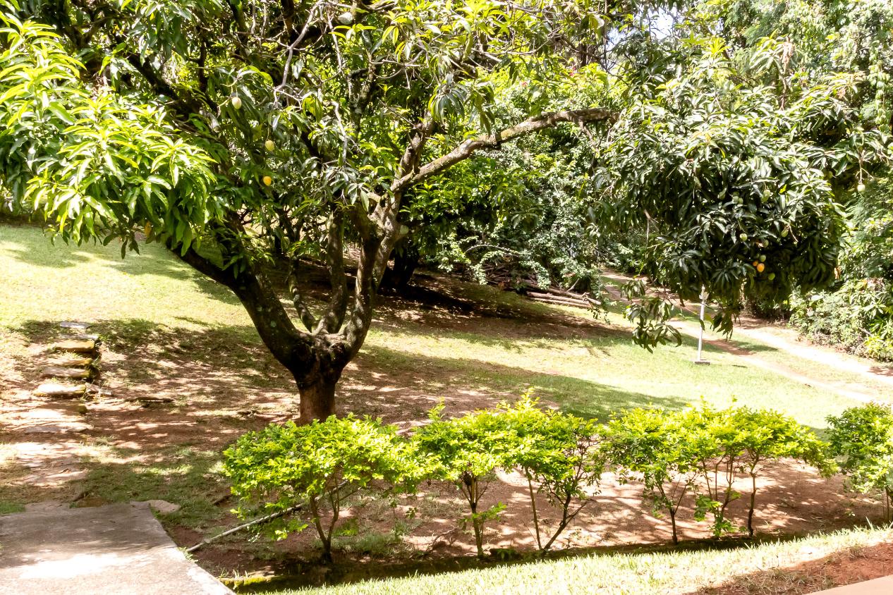 Chácara, 4 quartos, 2 hectares - Foto 28