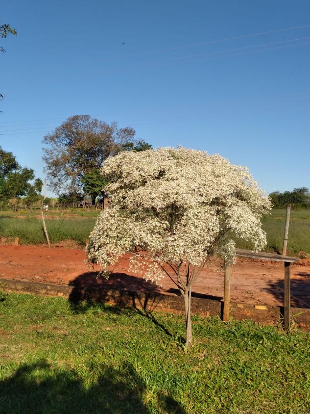 Sítio, 4 quartos, 2 hectares - Foto 19