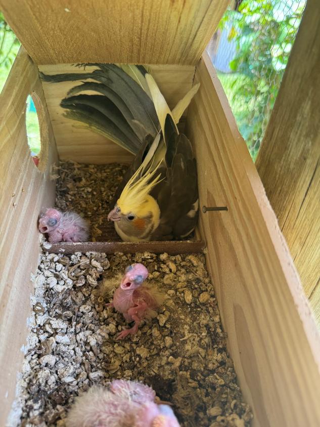 Chácara, 2 quartos, 3980 m² - Foto 17