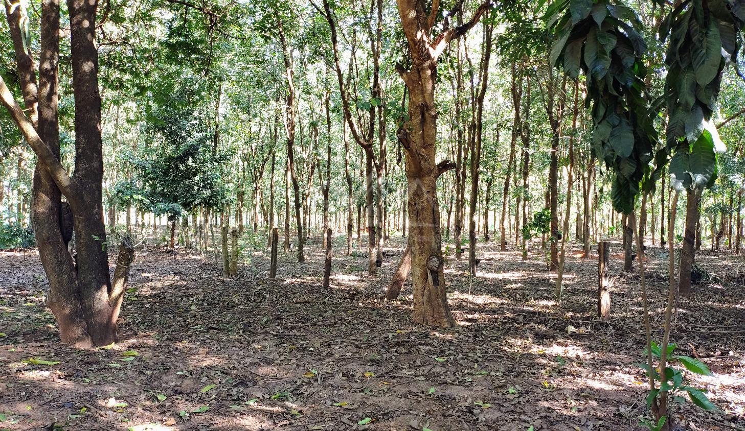 Sítio, 3 hectares - Foto 18