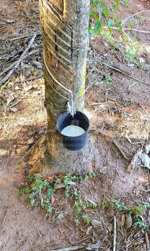 Sítio, 3 hectares - Foto 15